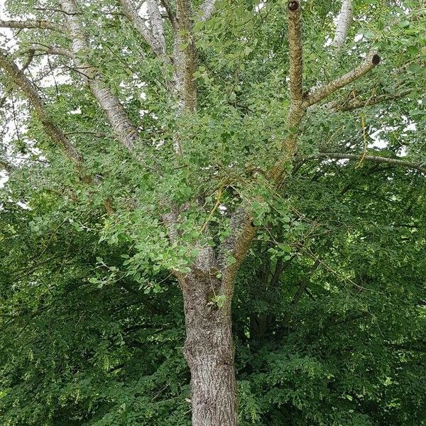 Populus alba Habitus