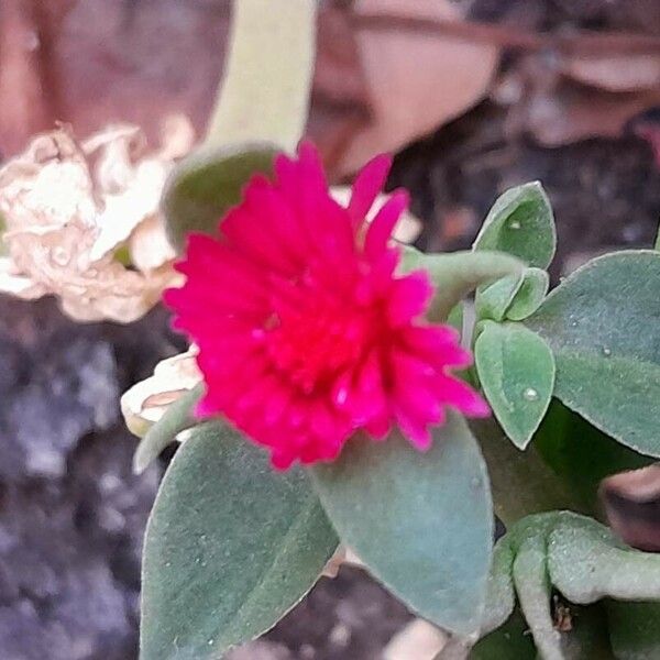 Aptenia cordifolia Flower