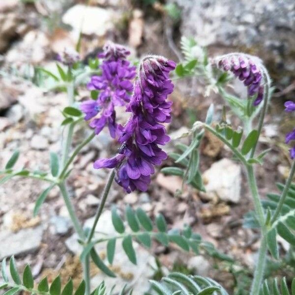 Vicia incana Cvet