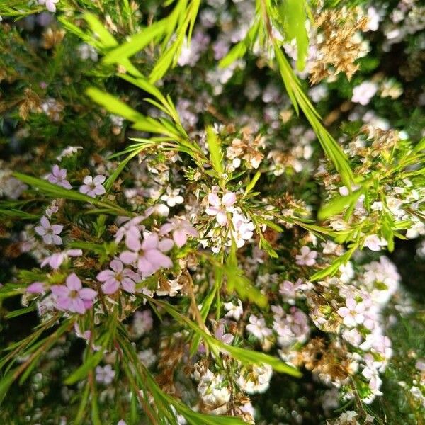 Diosma hirsuta 花