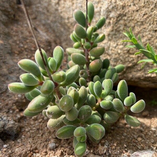 Crassula rogersii Blad