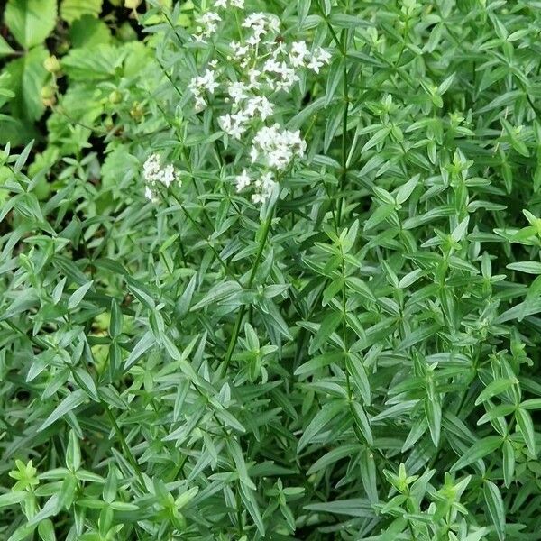 Galium boreale 整株植物