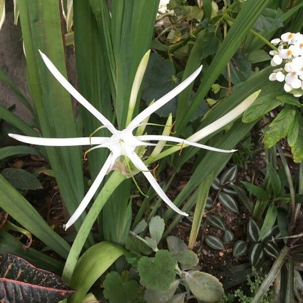 Hymenocallis fragrans പുഷ്പം