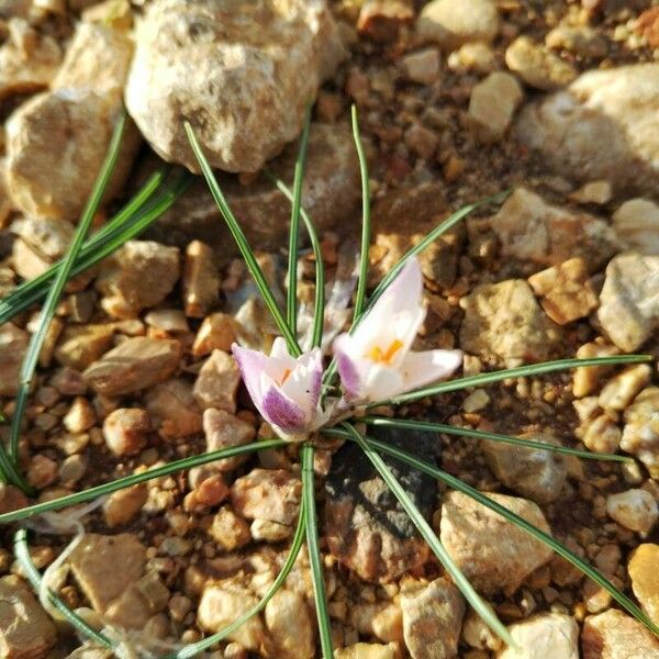 Crocus biflorus Lorea