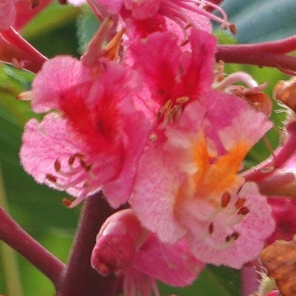 Aesculus pavia Blüte