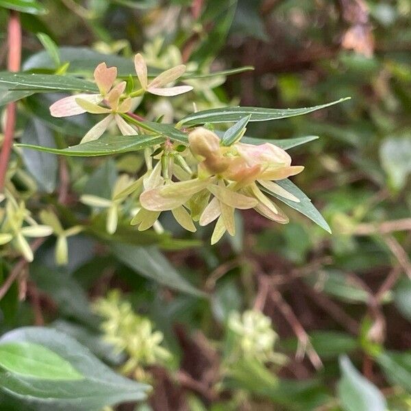 Abelia × grandiflora ᱥᱟᱠᱟᱢ