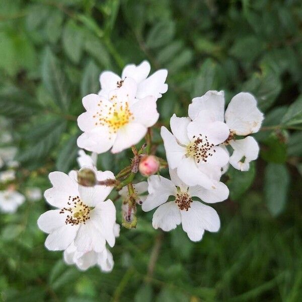 Rosa multiflora Blüte