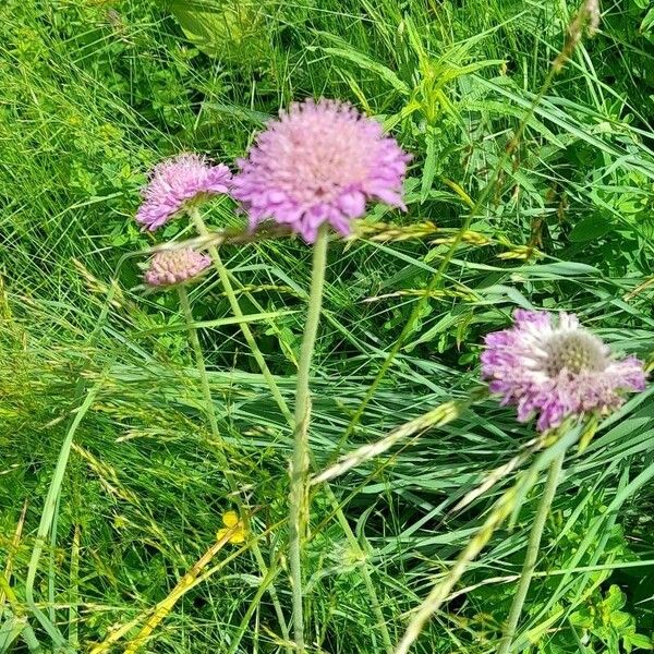 Scabiosa lucida 花