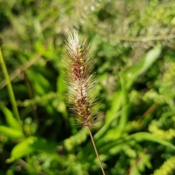 Setaria parviflora പുഷ്പം