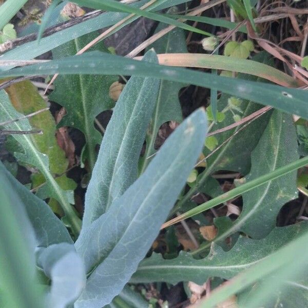 Turritis glabra Leaf