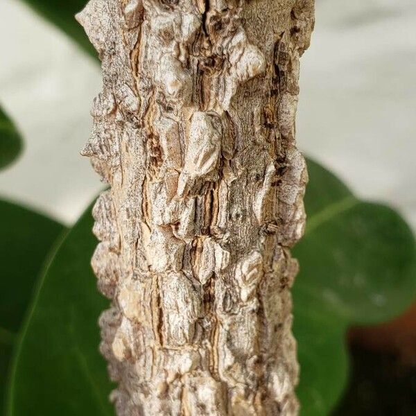 Beaumontia grandiflora Bark