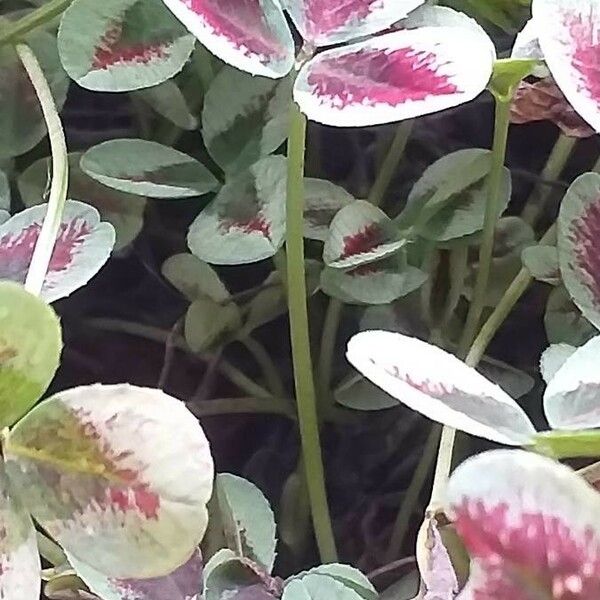 Oxalis purpurea Casca