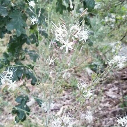 Chlorogalum pomeridianum Flower