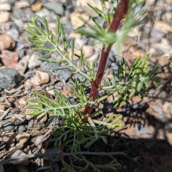 Ipomopsis aggregata Hoja