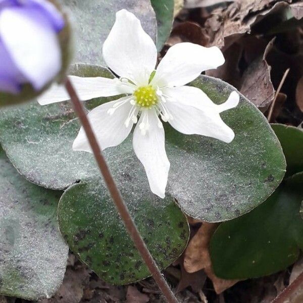 Anemone hepatica Цвят