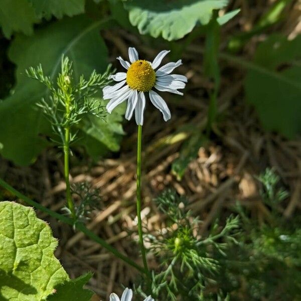 Chamaemelum nobile Flors