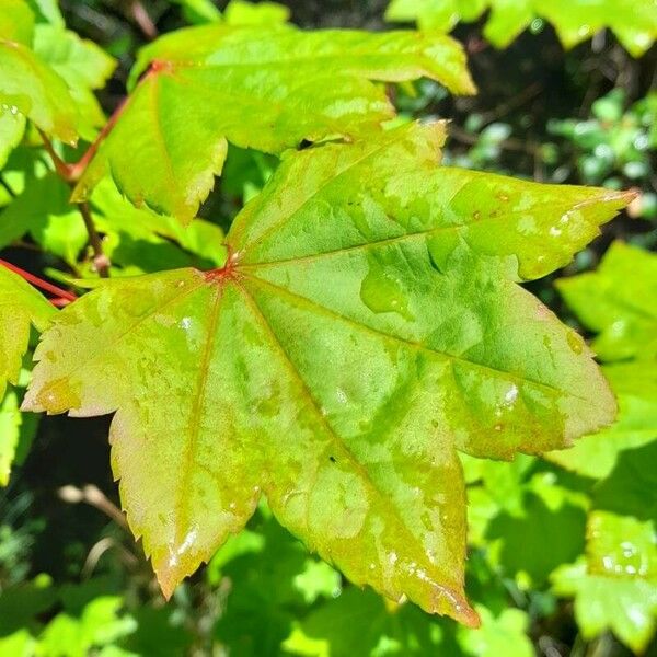 Acer circinatum Leaf