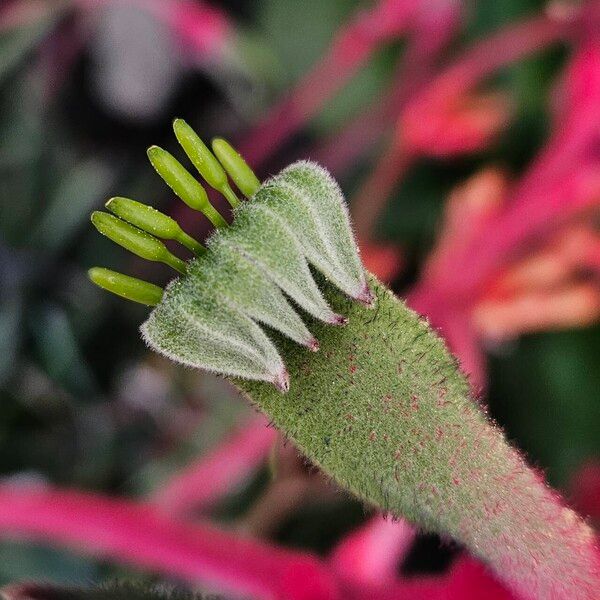 Anigozanthos flavidus Flower