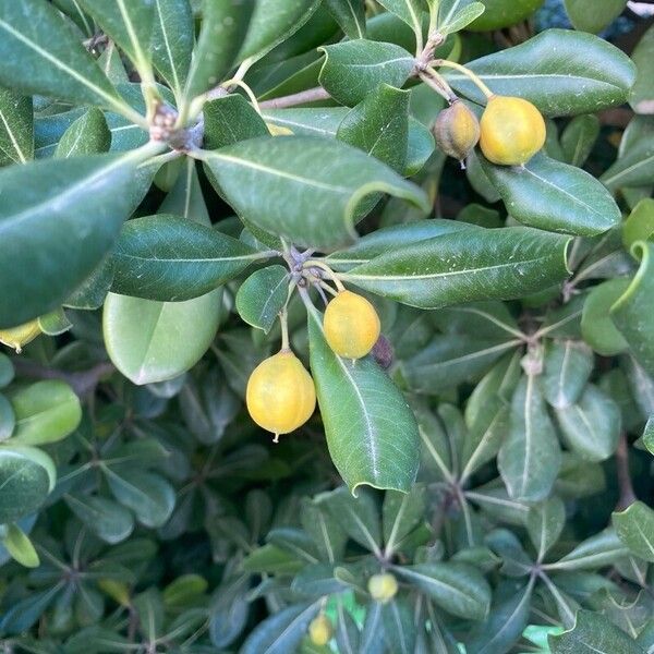 Pittosporum heterophyllum फल