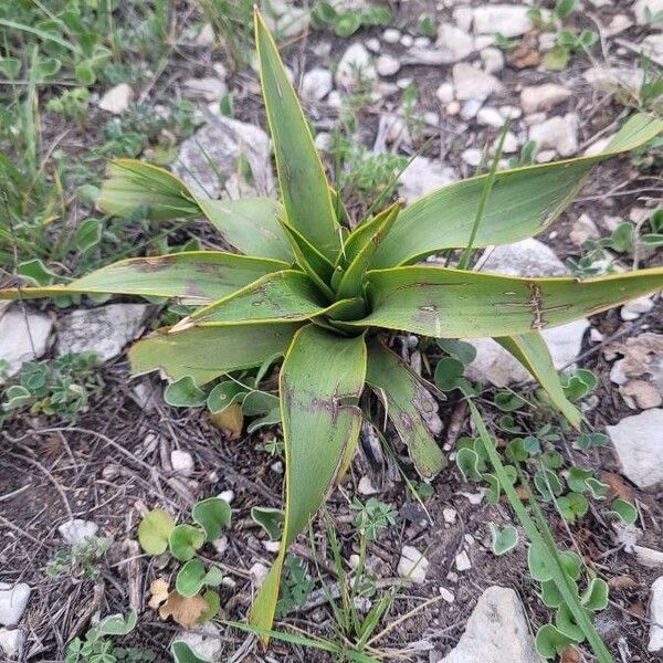 Yucca rupicola पत्ता