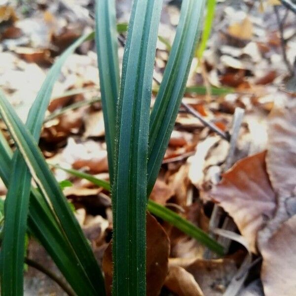 Carex pilosa Φύλλο