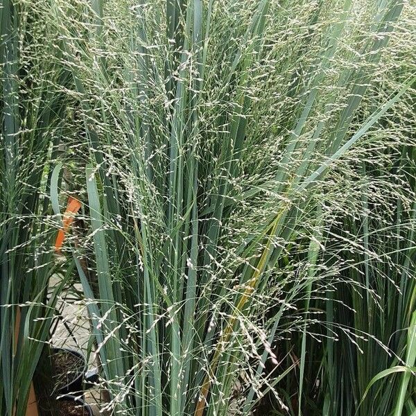 Panicum virgatum Blomst