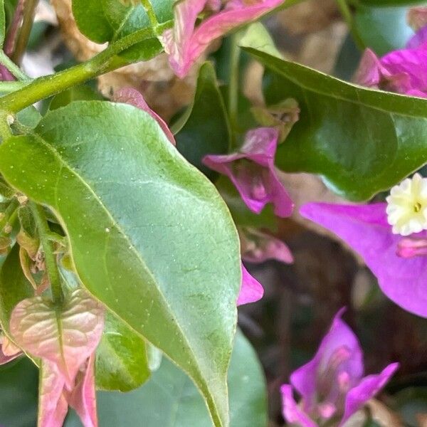 Bougainvillea glabra Leaf