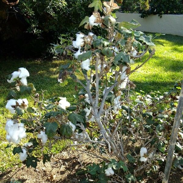 Gossypium barbadense Other