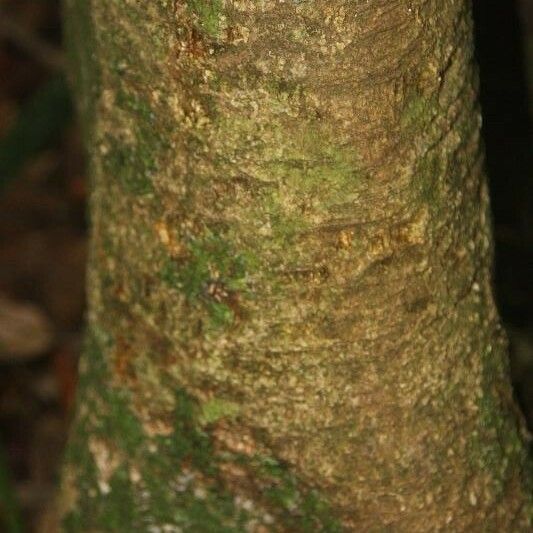 Maquira guianensis 樹皮