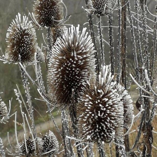 Dipsacus fullonum Frukto