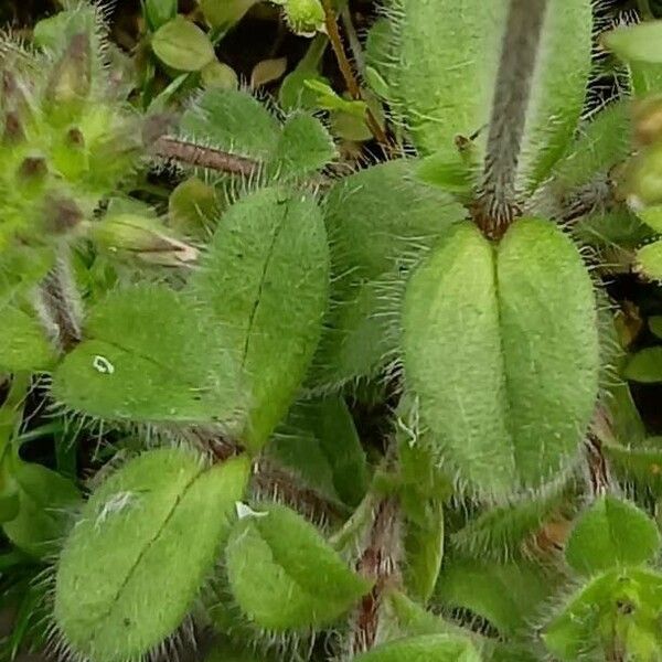 Cerastium glomeratum 叶