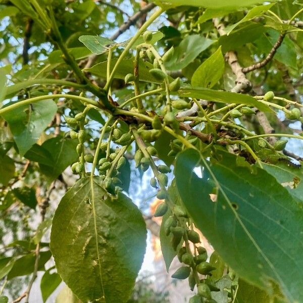 Populus balsamifera 果實