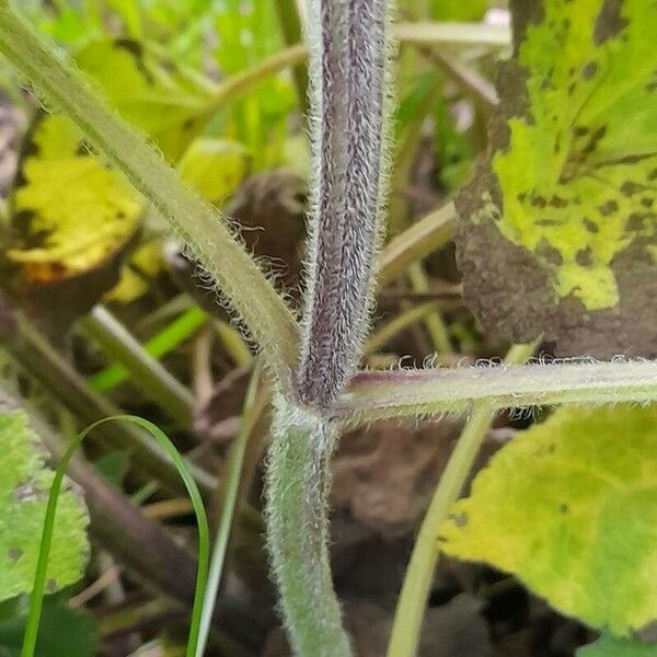 Salvia sclarea Lubje