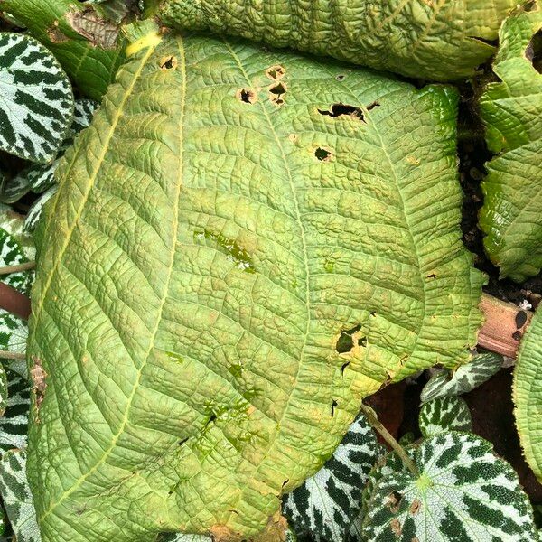 Tigridiopalma magnifica Leaf