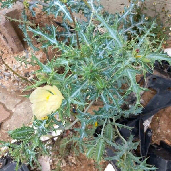 Argemone mexicana Leaf