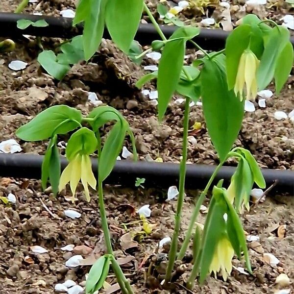 Uvularia grandiflora Kvet