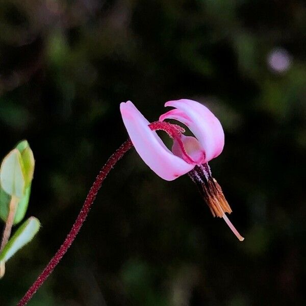 Vaccinium oxycoccos Bloem