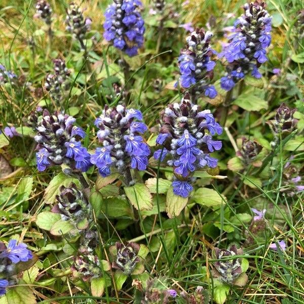 Ajuga reptans Flor