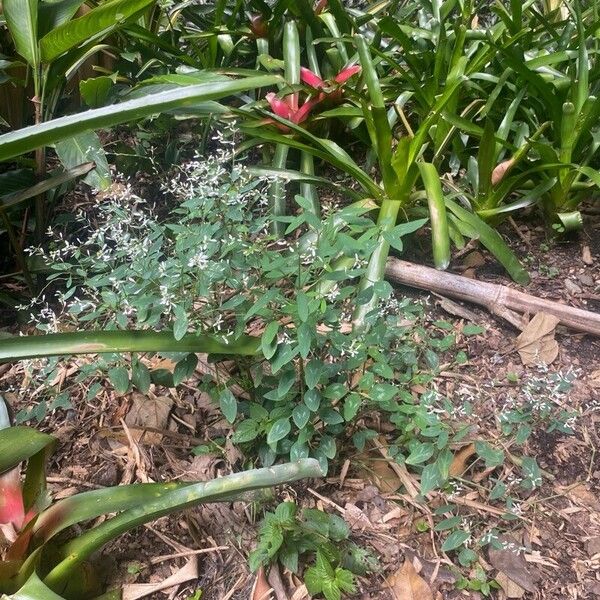 Euphorbia graminea Leaf