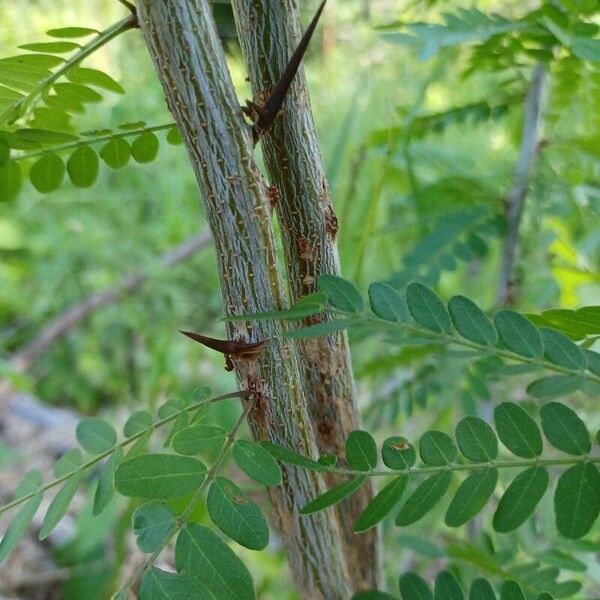 Gleditsia triacanthos Bark