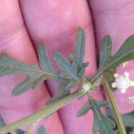 Parthenium hysterophorus Feuille