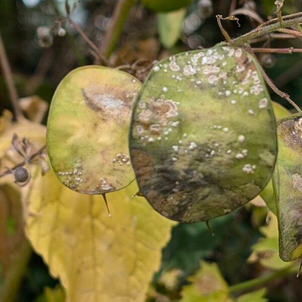 Lunaria annua Fruit