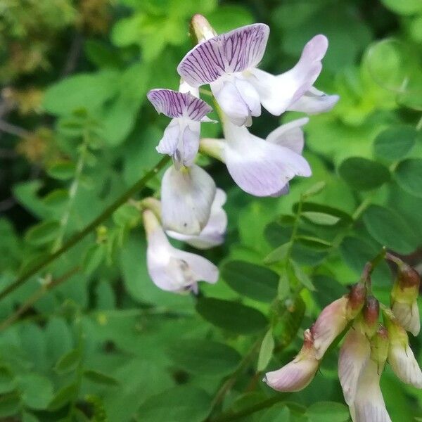 Vicia sylvatica Lorea