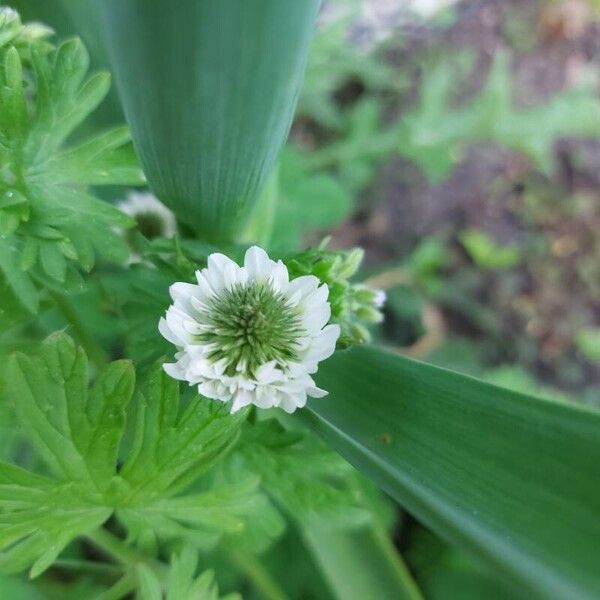 Trifolium alexandrinum Flower