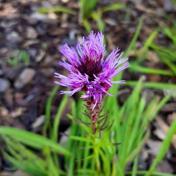 Liatris pycnostachya Flower