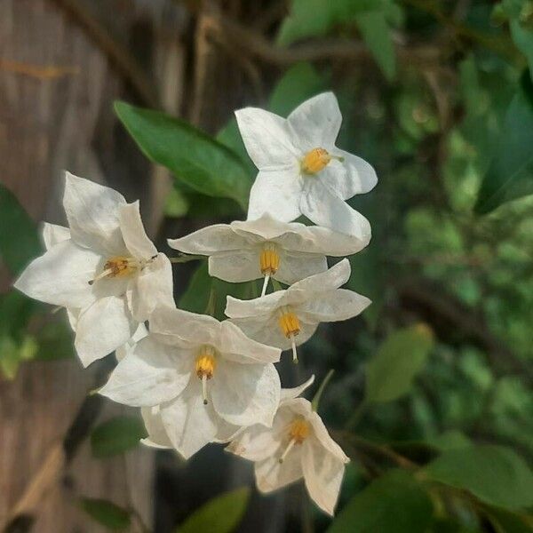 Solanum laxum Квітка