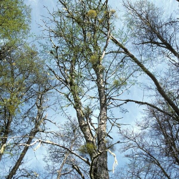 Nothofagus antarctica অভ্যাস