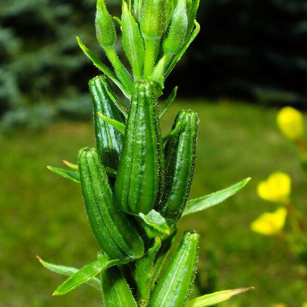 Oenothera biennis Fruto