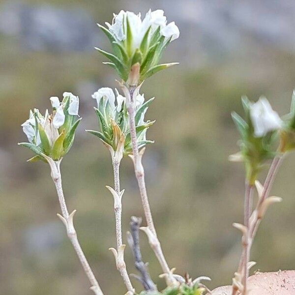 Arenaria aggregata Hàbitat