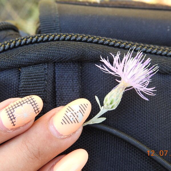 Centaurea diffusa 花